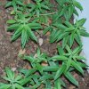 Aloysia citrodora